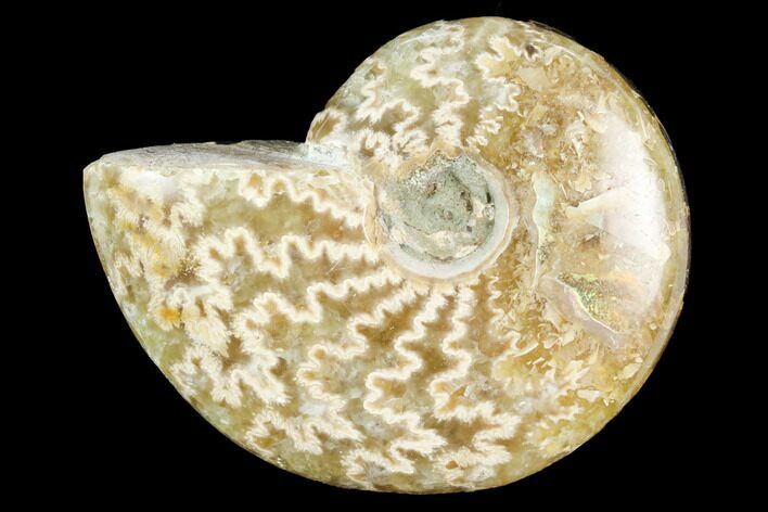 Polished, Agatized Ammonite (Cleoniceras) - Madagascar #119319